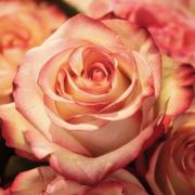 tarotist Rose - in gesprek